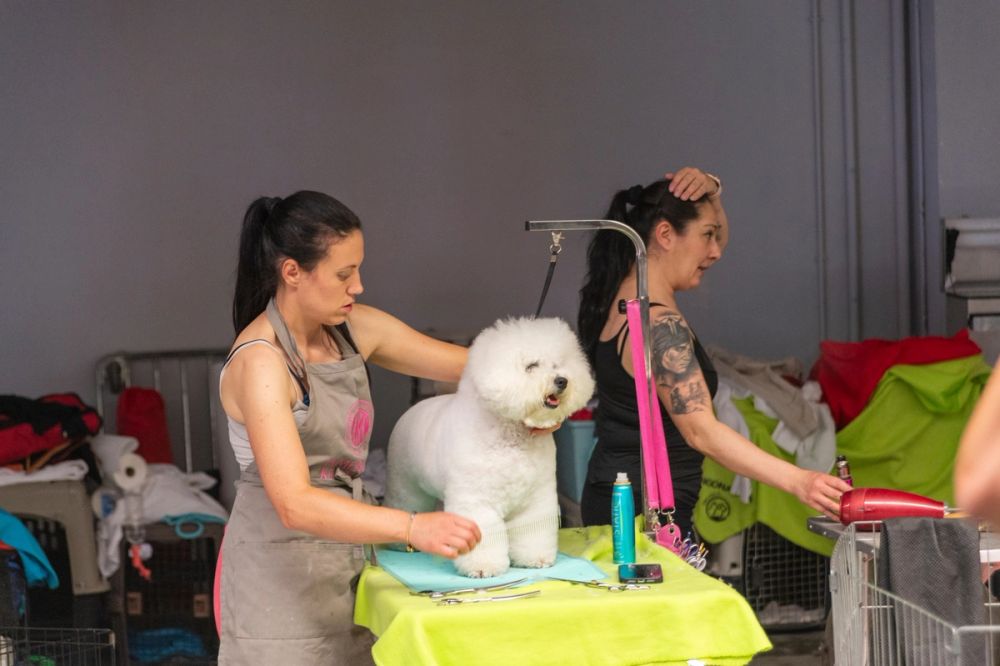 Perretes de la Exposicion canina (ciudad real) 01-06-2024