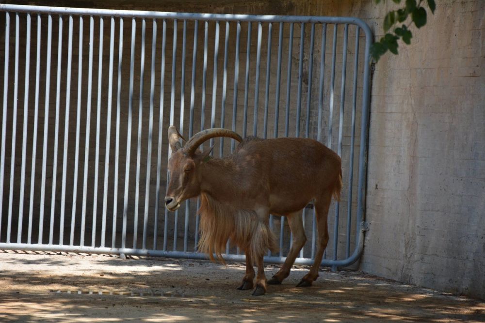zoo 07-07-2018