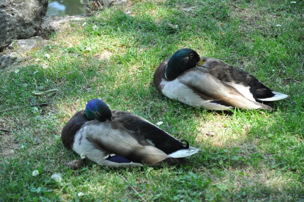 Parque del Retiro (Madrid) 30-05-2015