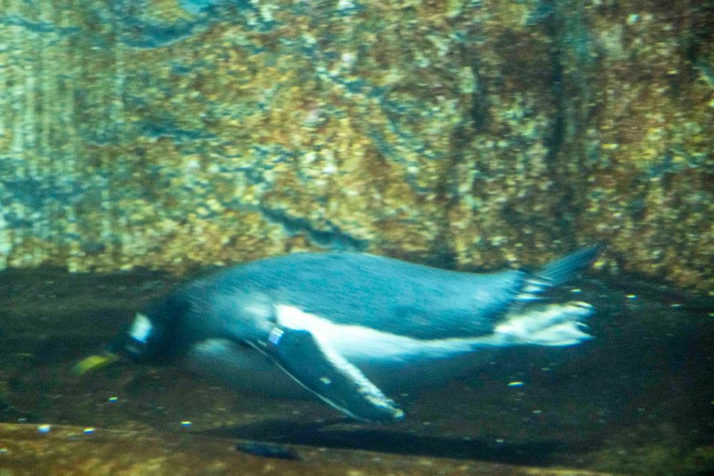 Faunia 04-08-2026
