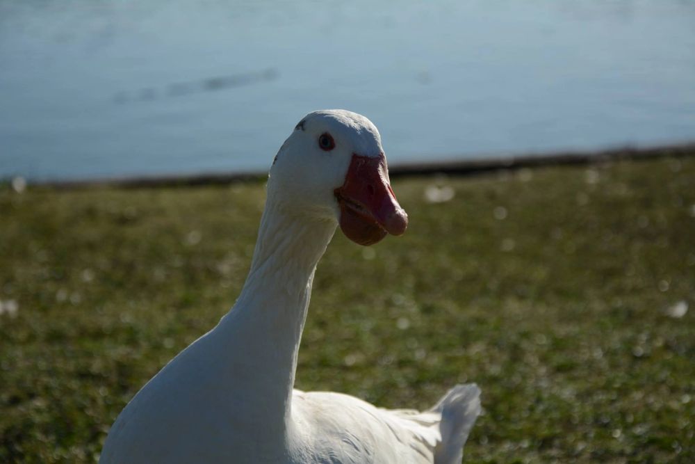 Ocas, patos y carpas en parque polvoranca (Leganes) 18-03-2017