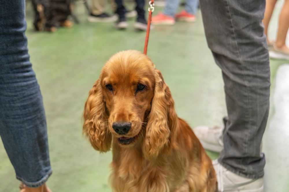Perretes de la Exposicion canina (ciudad real) 01-06-2024