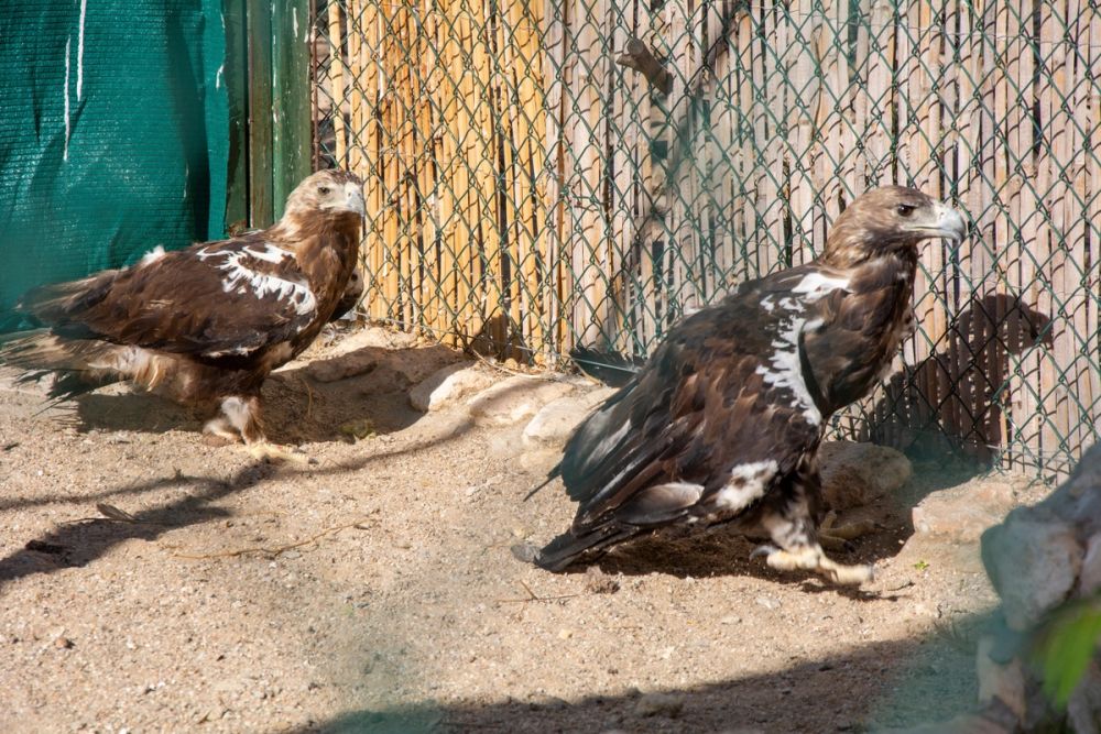 Zoo de Lillo 03-09-2022