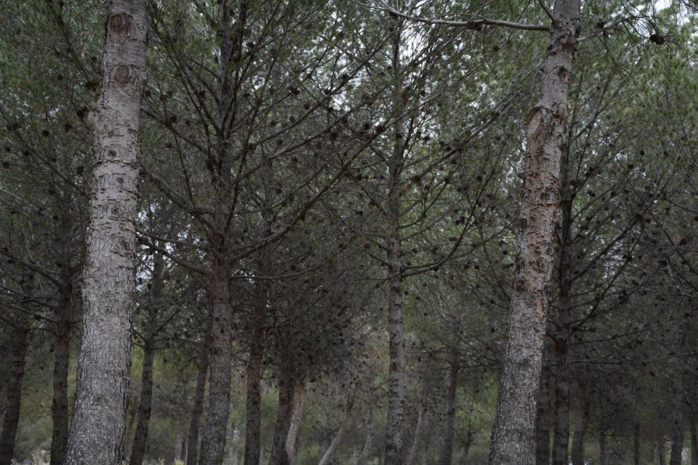 Naturaleza Parque polvoranca (Leganes) 10-06-2019