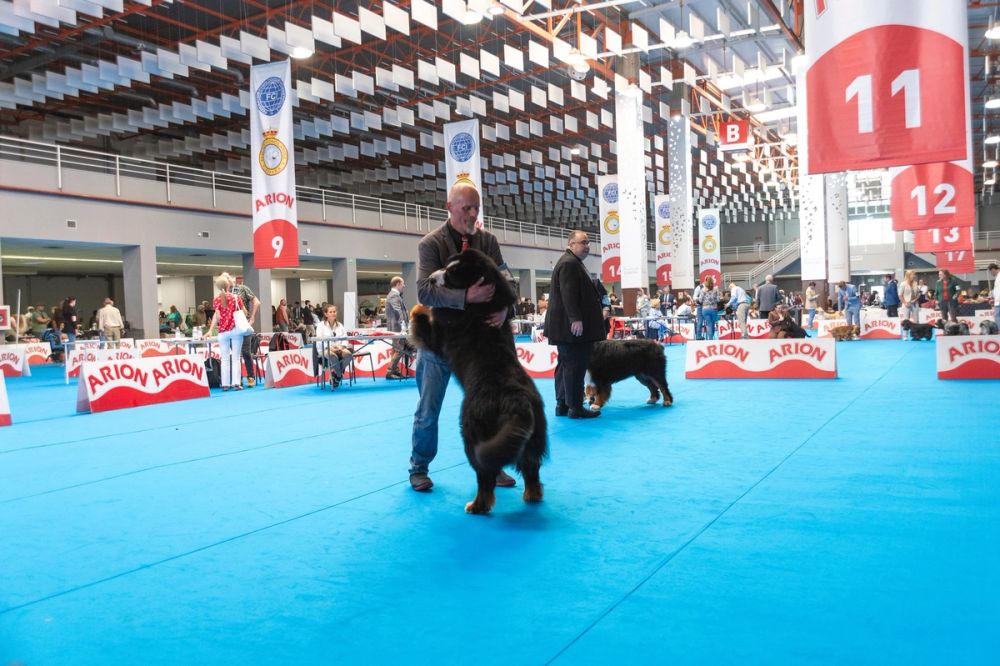 Exposicion canina (ciudad real) 01-06-2024