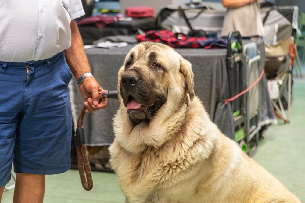 Perretes de la Exposicion canina (ciudad real) 01-06-2024