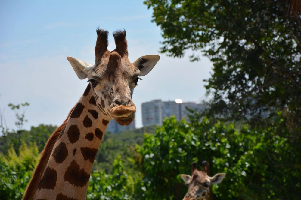 zoo 07-07-2018