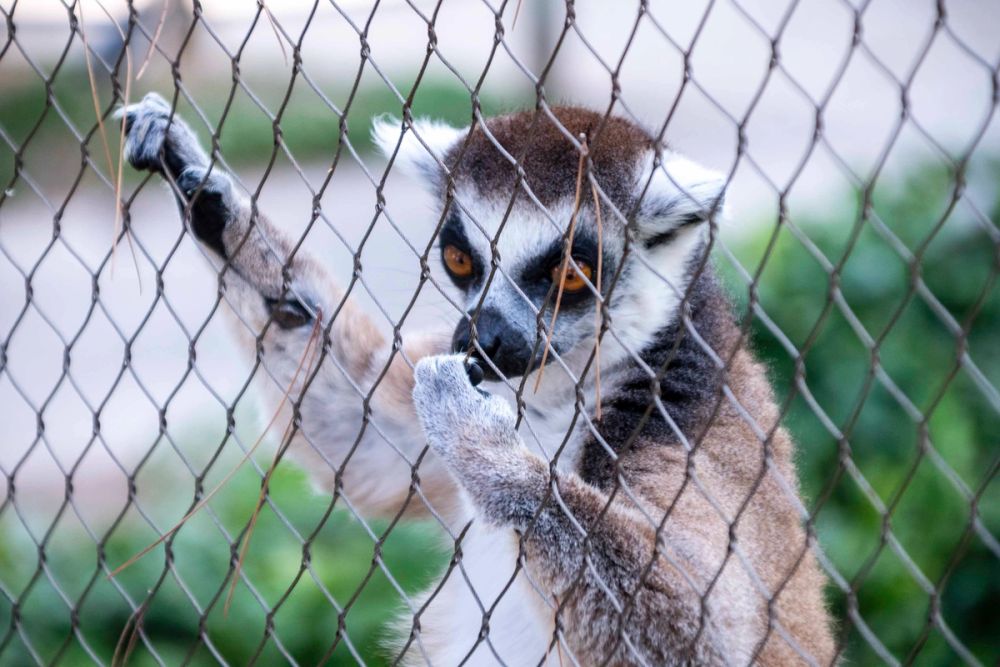 Zoo 29-07-2026