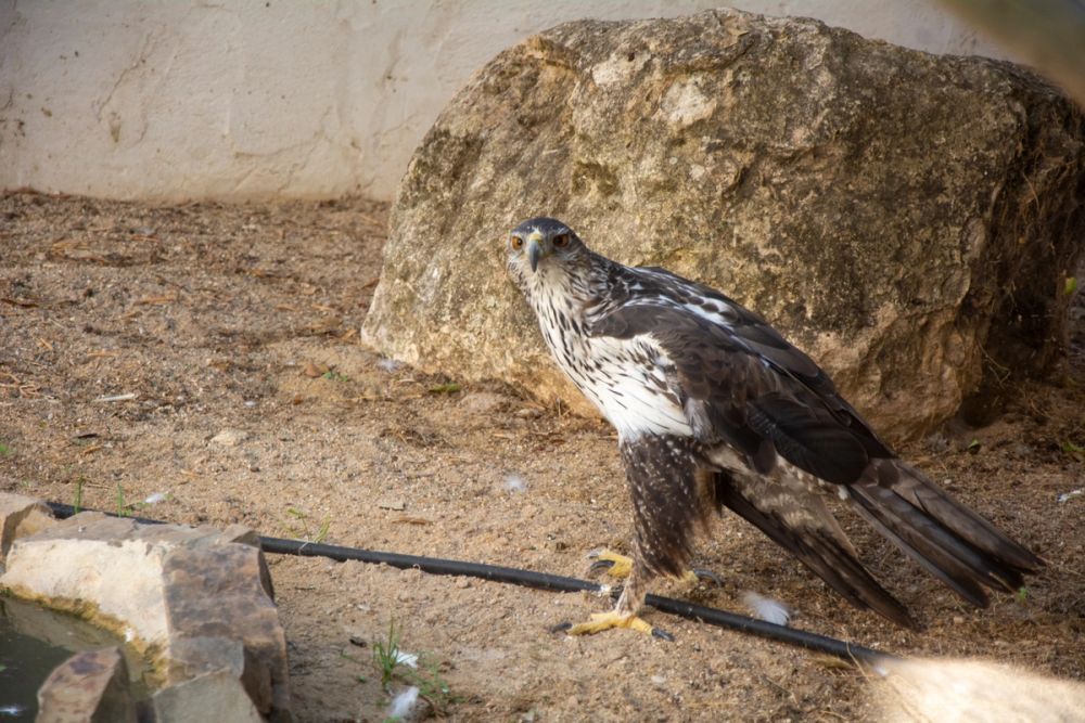 Zoo de Lillo 03-09-2022