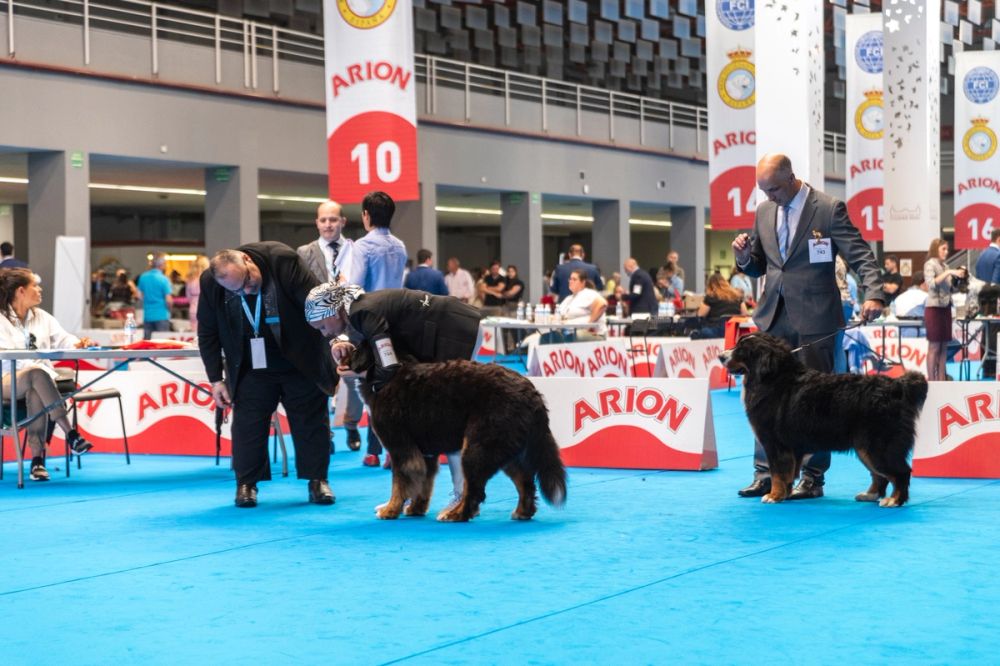 Exposicion canina (ciudad real) 01-06-2024
