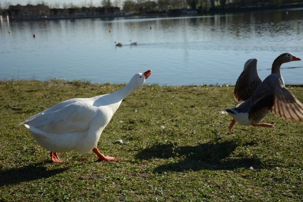 Ocas, patos y carpas en parque polvoranca (Leganes) 18-03-2017