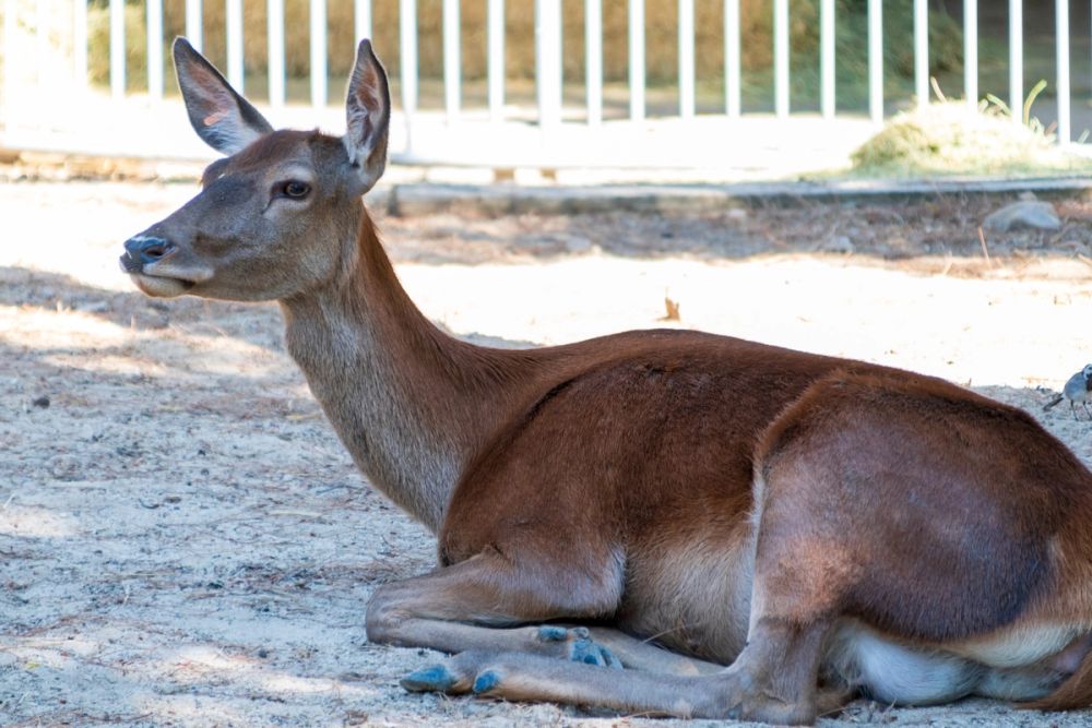 Zoo 17-08-2024