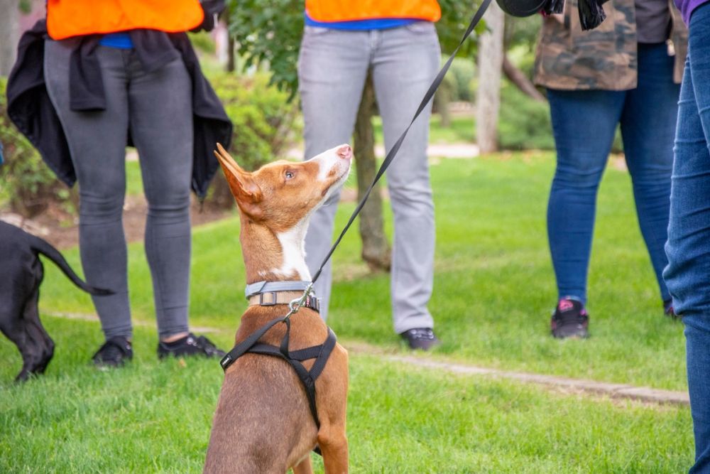IV Ruta canina en Leganes 22-09-2019