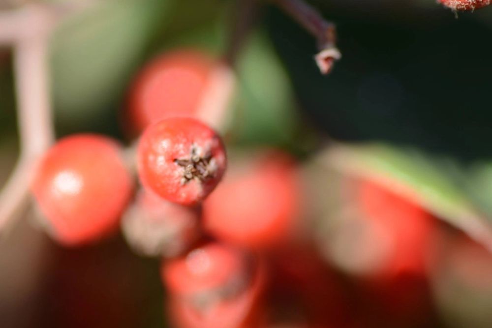 Fotografia Macro 2018