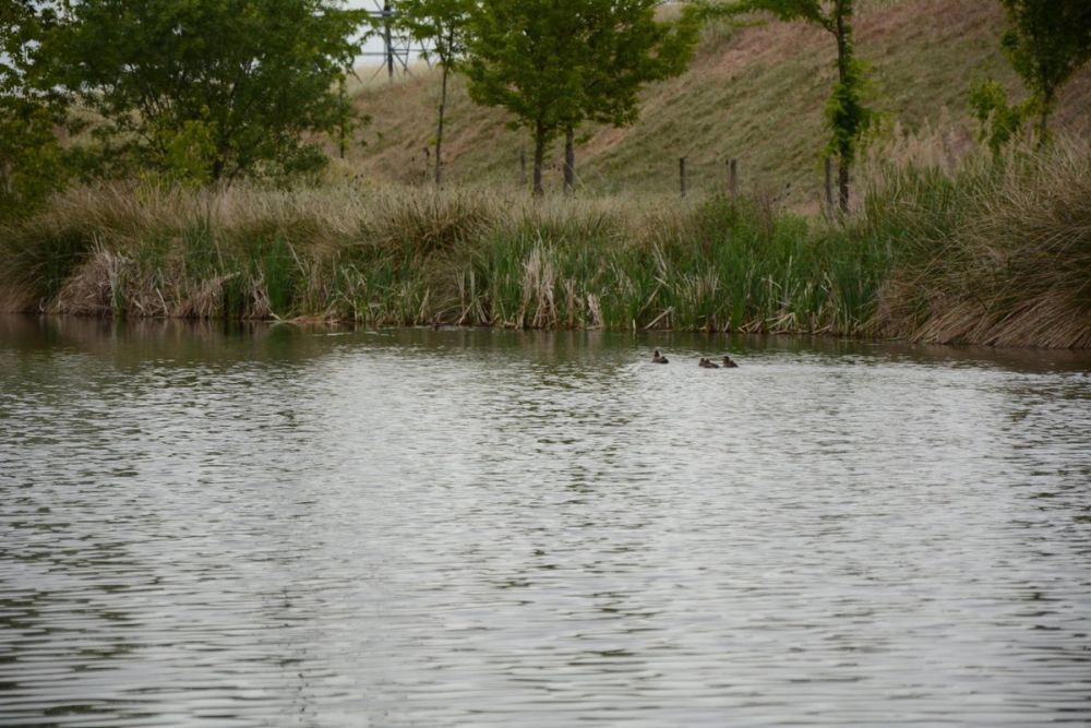 Parque polvoranca (Leganes) 10-06-2019