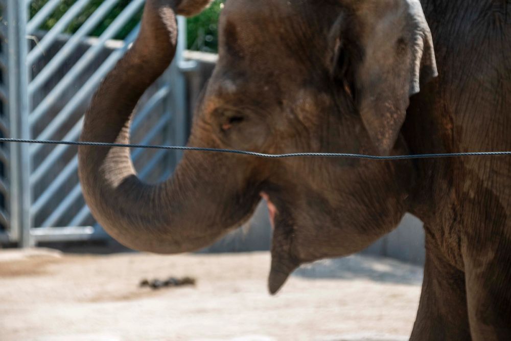 Zoo 29-07-2026
