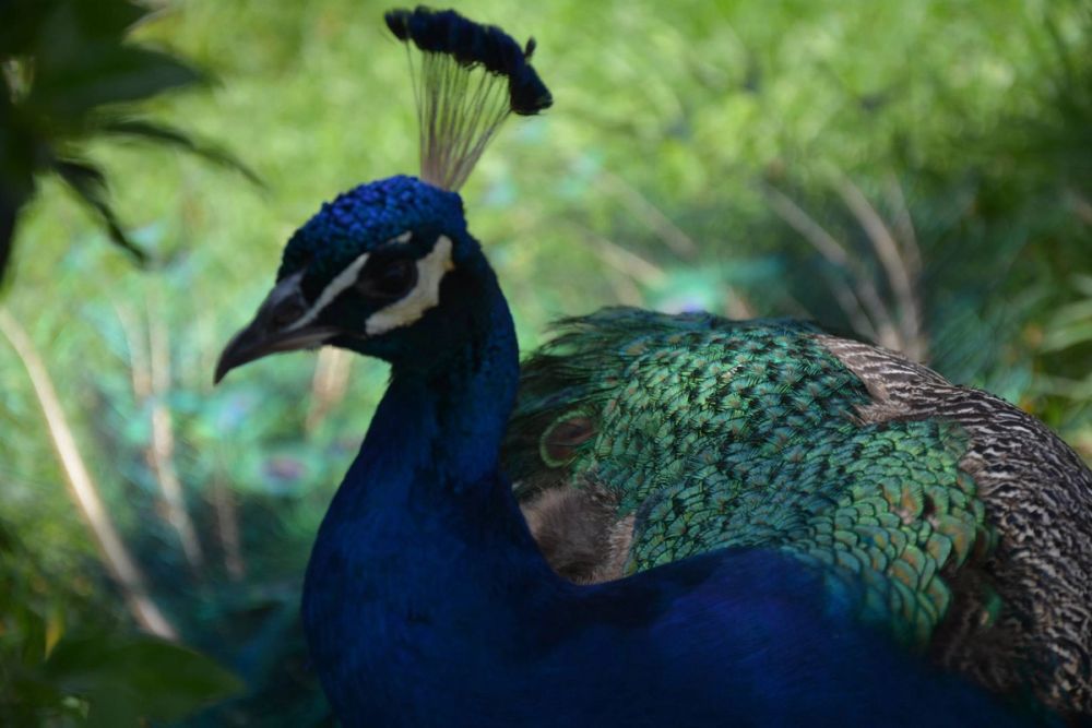zoo 07-07-2018