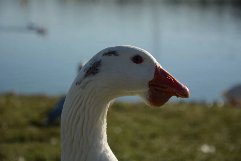 Ocas, patos y carpas en parque polvoranca (Leganes) 18-03-2017