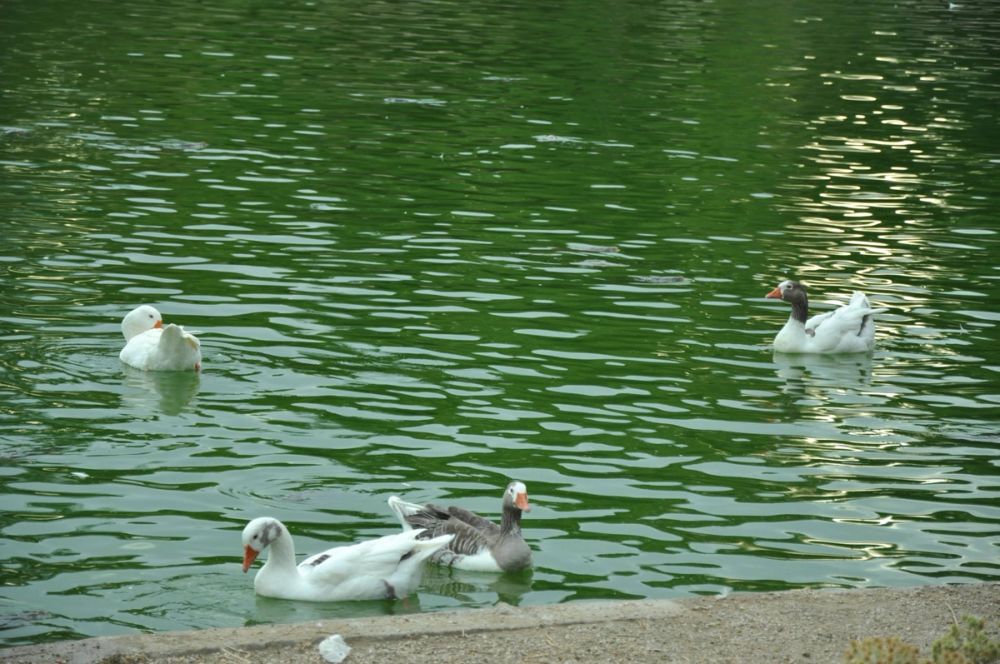 Ocas y patos en parque polvoranca (Leganes) 30-08-2014