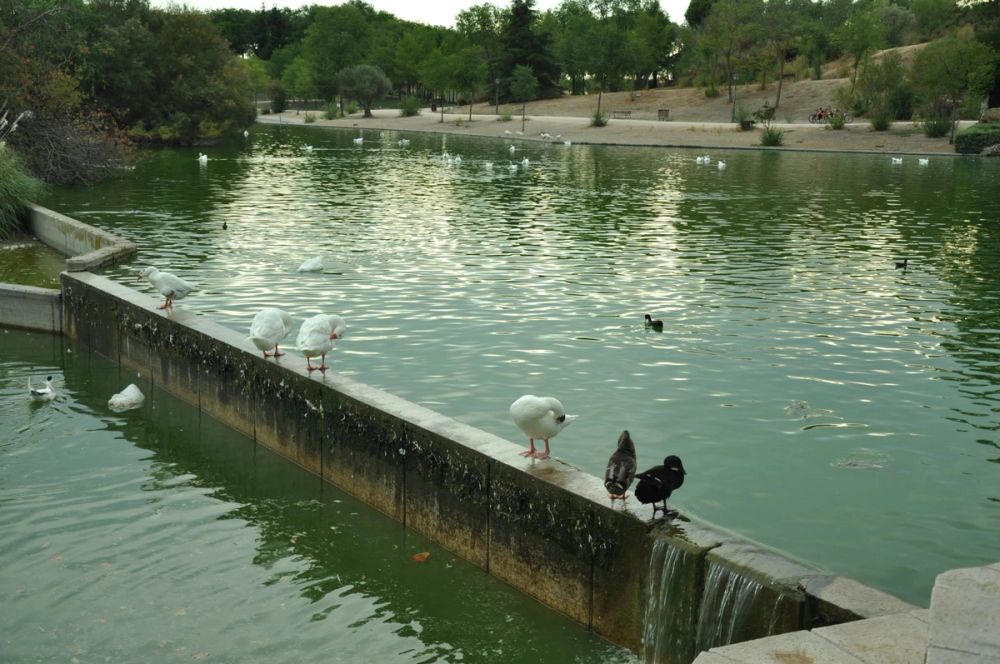 Ocas y patos en parque polvoranca (Leganes) 30-08-2014