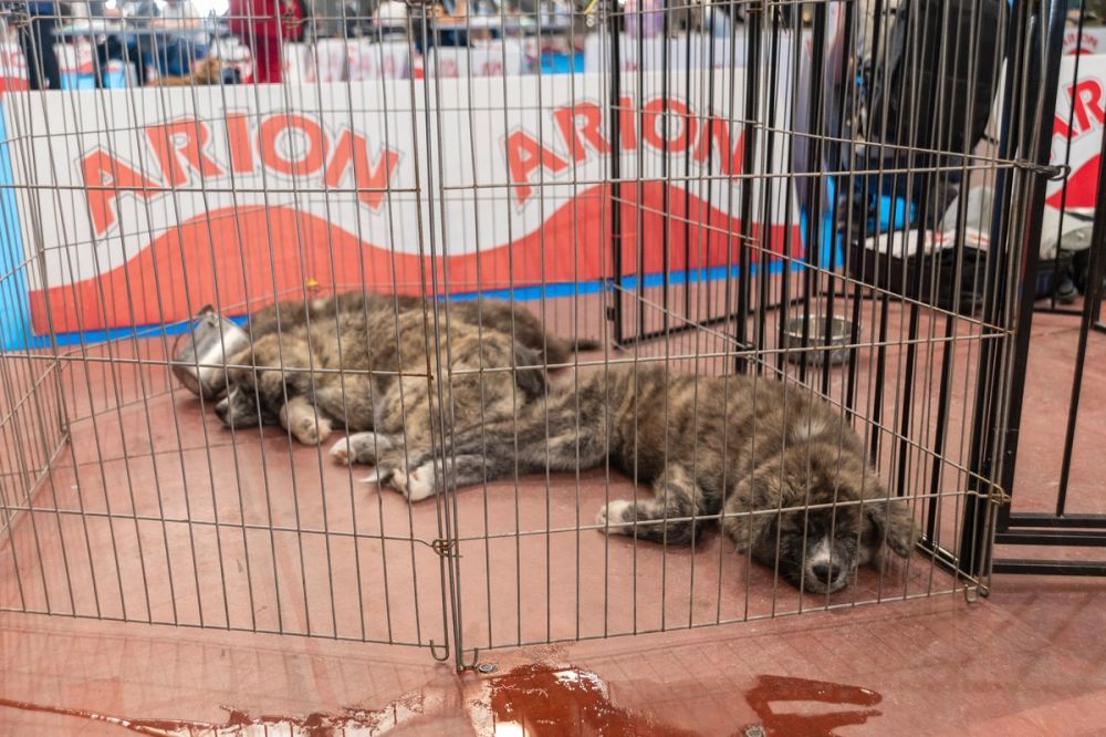 Perretes de la Exposicion canina (ciudad real) 01-06-2024