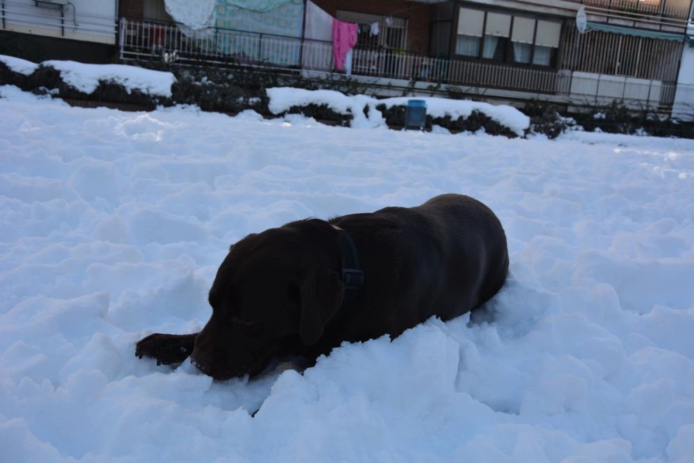 Conan en la nieve (leganes) 2021