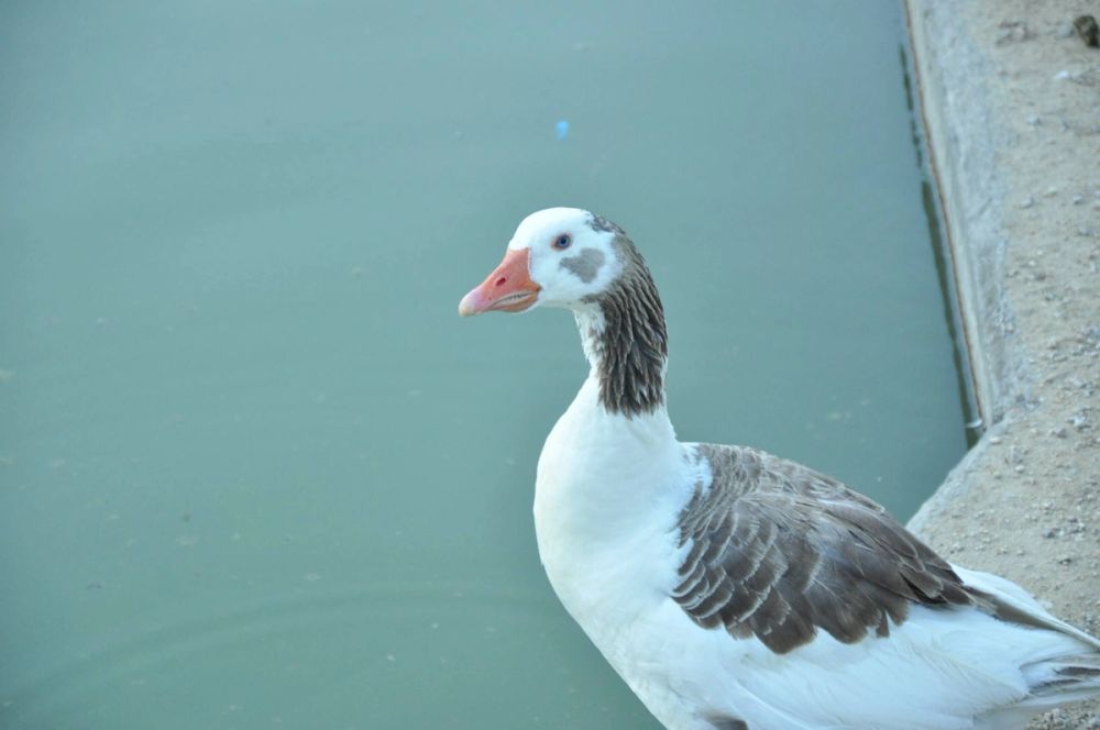 Ocas y patos en parque polvoranca (Leganes) 28-05-2015