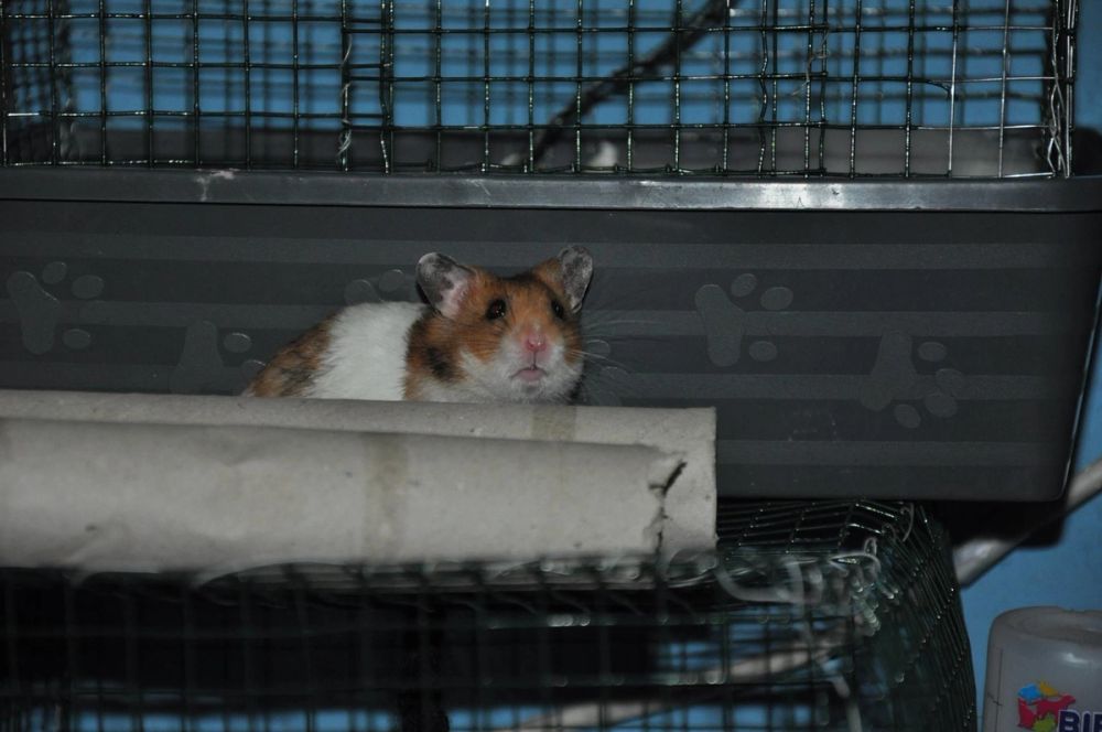 Peque