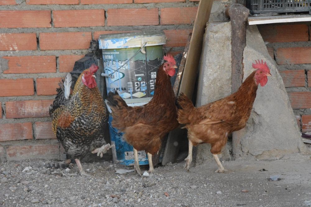 Gallinas de corral 