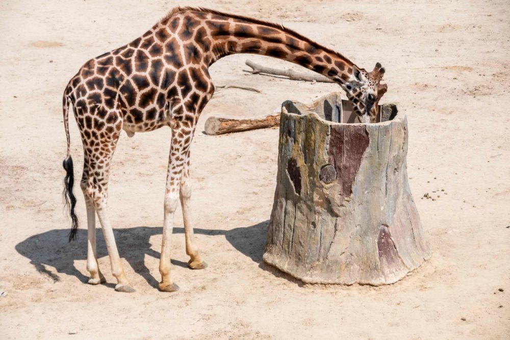 Zoo 29-07-2026