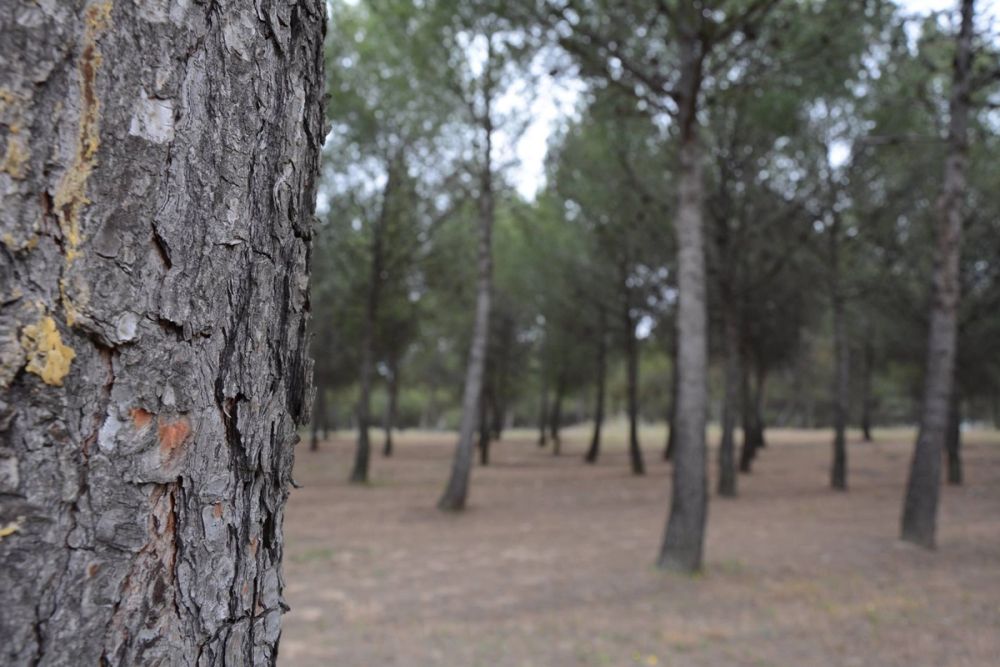 Naturaleza Parque polvoranca (Leganes) 10-06-2019