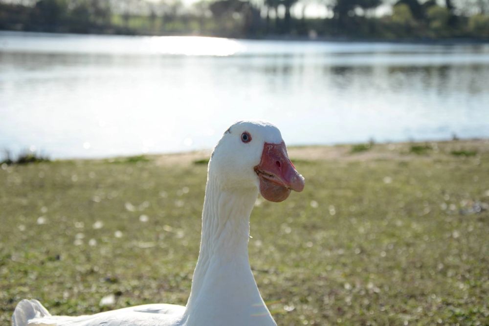 Ocas, patos y carpas en parque polvoranca (Leganes) 18-03-2017