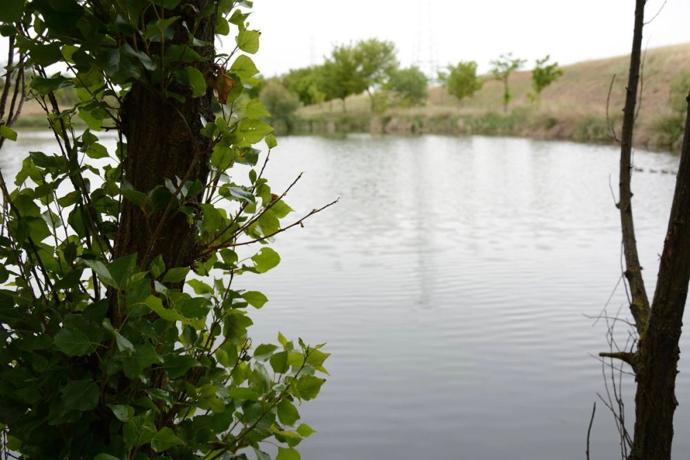 Naturaleza Parque polvoranca (Leganes) 10-06-2019