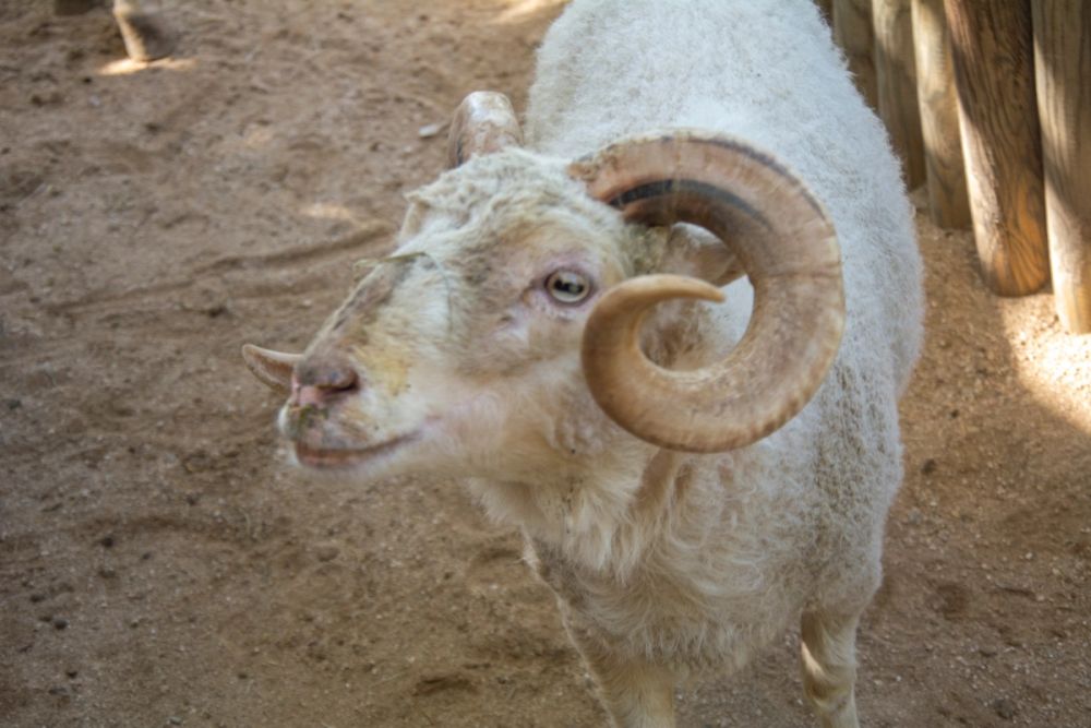 Faunia 2022