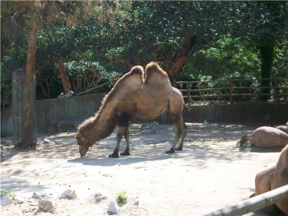 zoo 2010