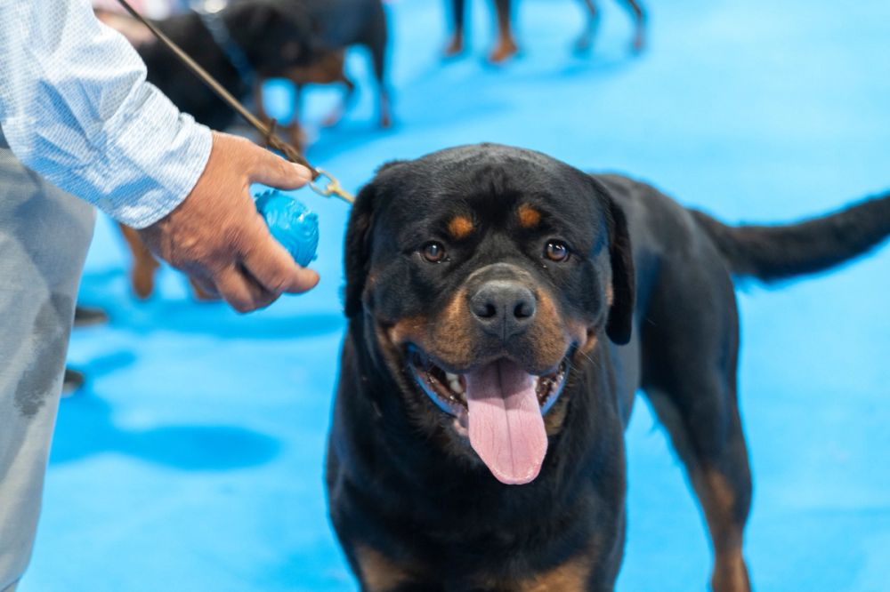 Perretes de la Exposicion canina (ciudad real) 02-06-2024