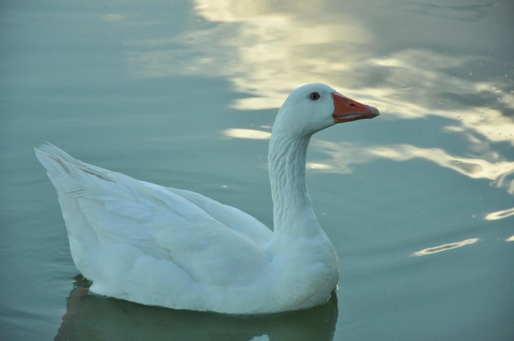 Ocas y patos en parque polvoranca (Leganes) 28-05-2015