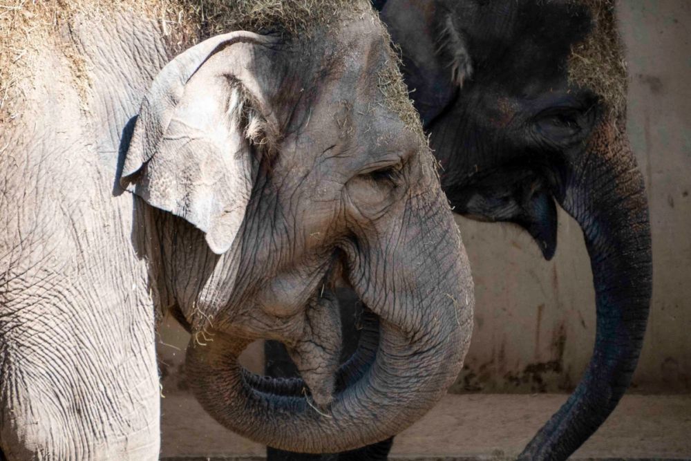 Zoo 29-07-2026