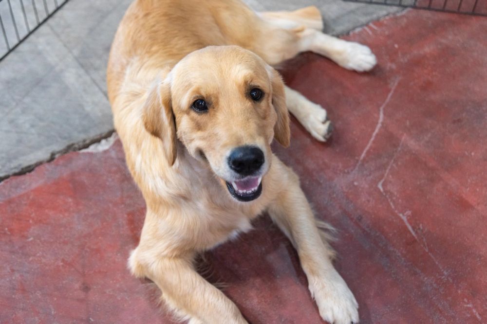 Perretes de la Exposicion canina (ciudad real) 01-06-2024