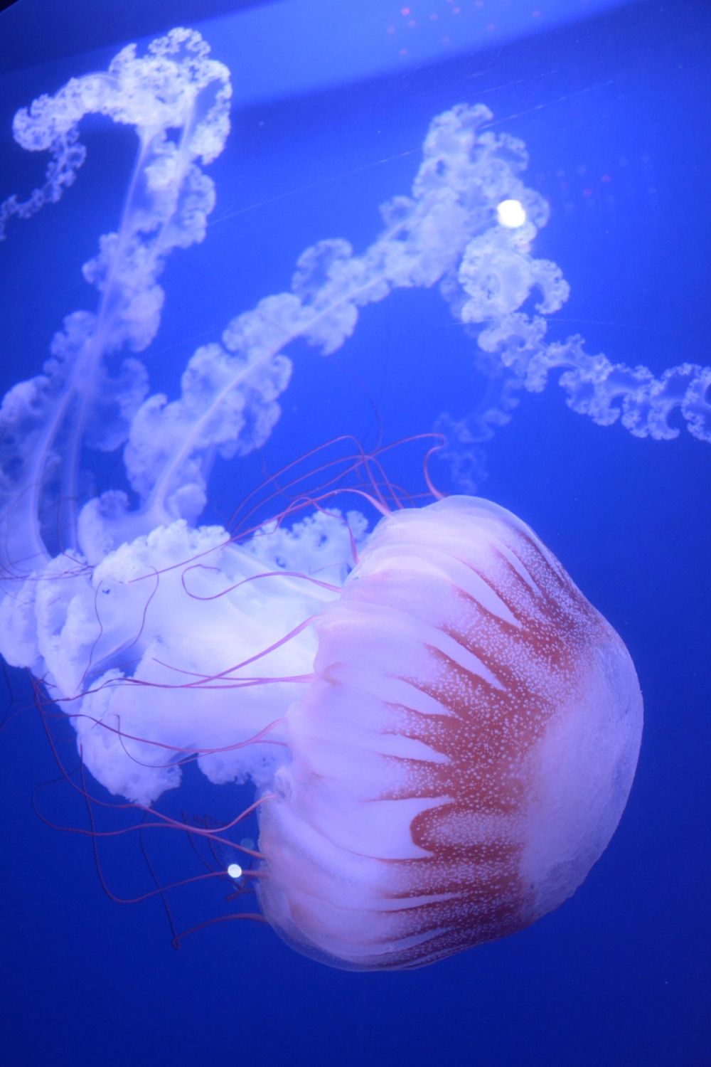 Oceanografic 2022