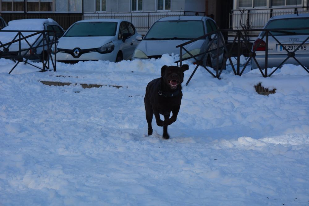 Conan en la nieve (leganes) 2021