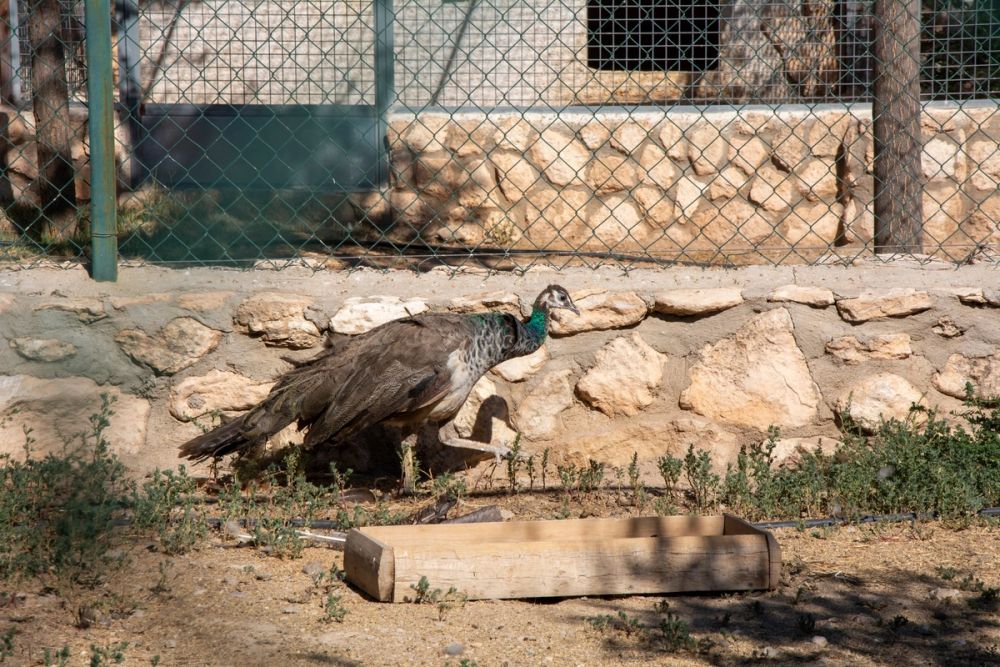 Zoo de Lillo 03-09-2022