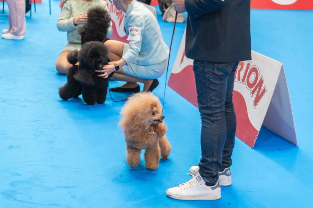 Exposicion canina (ciudad real) 01-06-2024