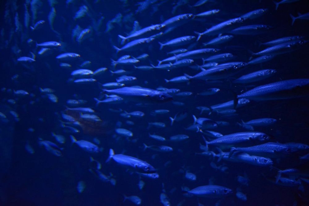 Oceanografic 2022