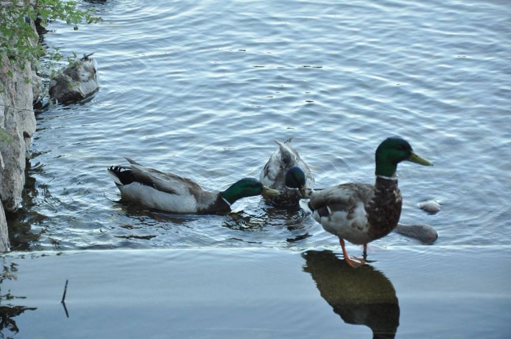 Ocas y patos en parque polvoranca (Leganes) 28-05-2015