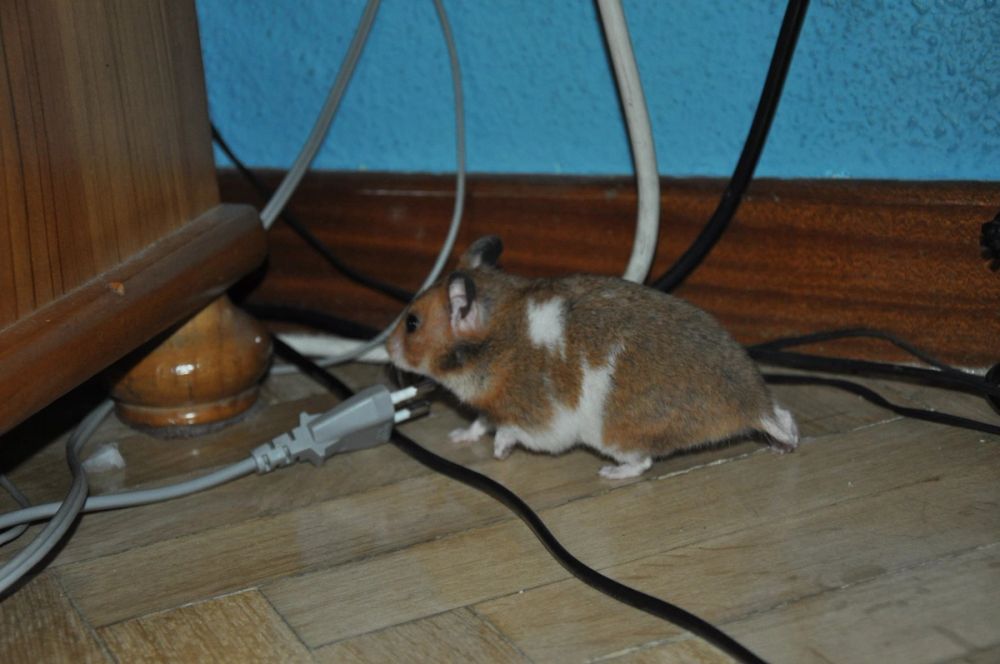 Peque y mordisquitos