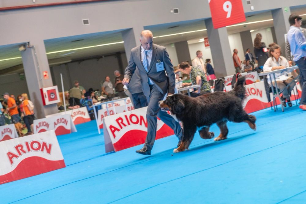 Exposicion canina (ciudad real) 01-06-2024