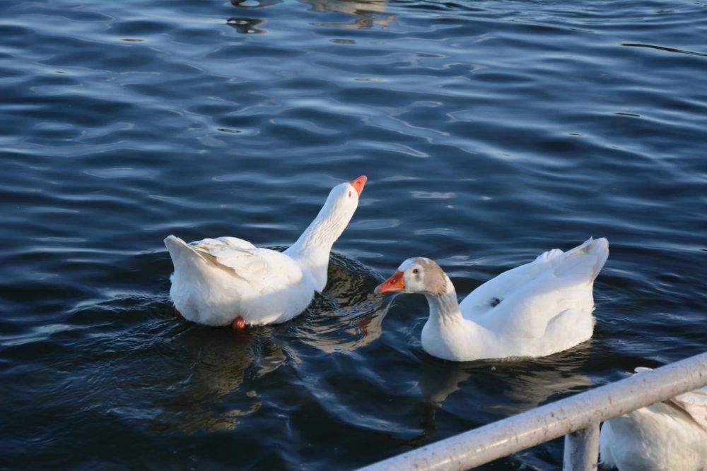 Ocas, patos y carpas en parque polvoranca (Leganes) 18-03-2017