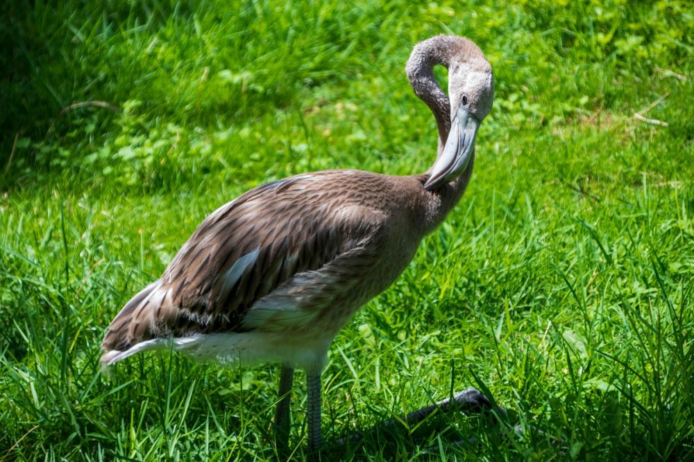 Zoo 17-08-2024