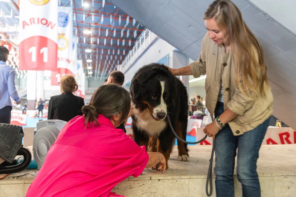 Exposicion canina (ciudad real) 01-06-2024